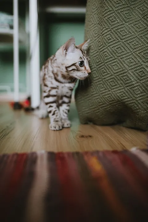 Kitten Phone Wallpaper · pets · 1440×2160