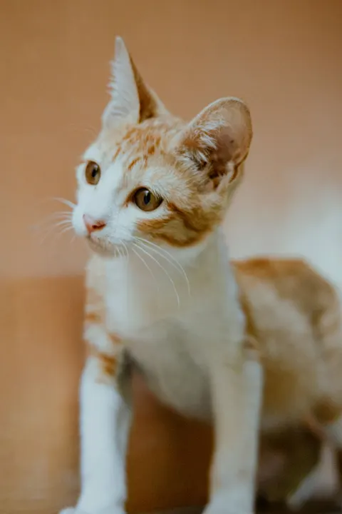 Kitten Phone Wallpaper · pets · 1440×2160