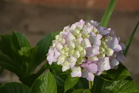 Hortensie 4K Hintergrundbild · flowers · 3840×2560