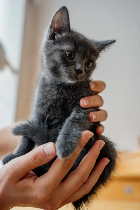Kitten Phone Wallpaper · pets · 1440×2160