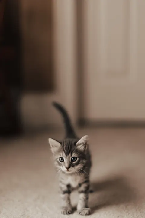 Fond d'écran mobile Chaton · pets · 1440×2159