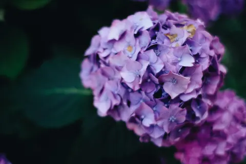 Sfondo Ortensia 4K · flowers · 3840×2560