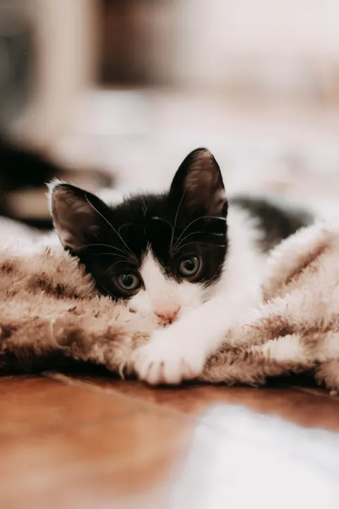 Kitten Phone Wallpaper · pets · 1440×2160