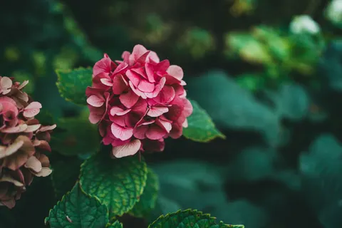 Hydrangea 4K Wallpaper · flowers · 3840×2560