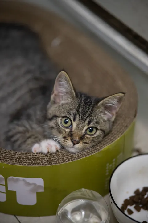 Kitten Phone Wallpaper · pets · 1440×2164
