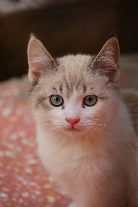 Kitten Phone Wallpaper · pets · 1440×2160