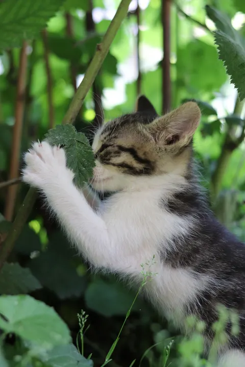 Kitten Phone Wallpaper · pets · 1440×2160