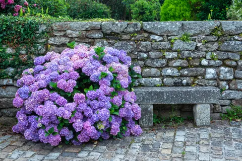 Hình nền Hoa cẩm tú cầu 4K · flowers · 3840×2560