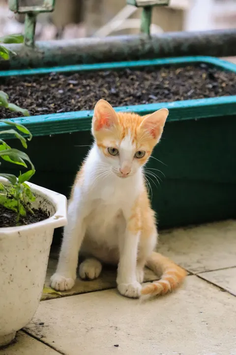Kitten Phone Wallpaper · pets · 1440×2160