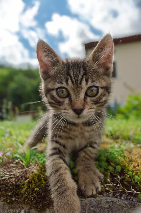 Kitten Phone Wallpaper · pets · 1440×2166