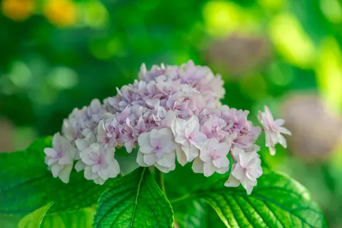 خلفية الكوبية بدقة 4K · flowers · 3840×2560
