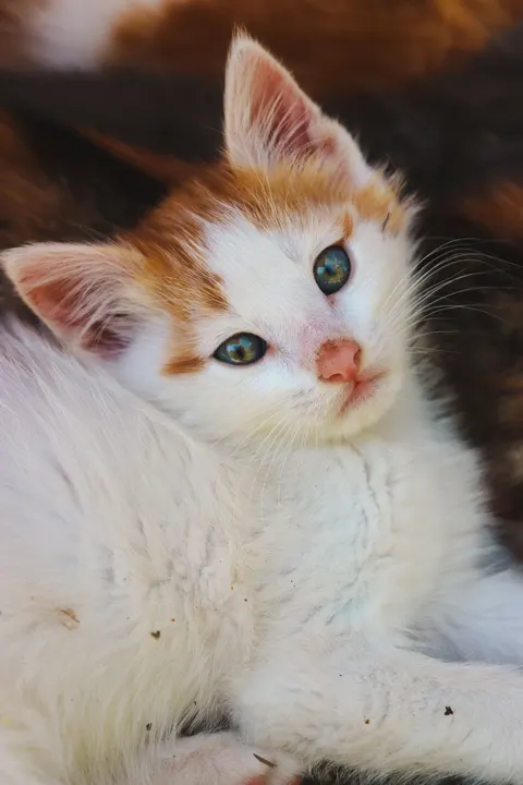 Kitten Phone Wallpaper · pets · 1440×2160