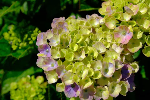 हाइड्रेंजिया 4K वॉलपेपर · flowers · 3840×2560