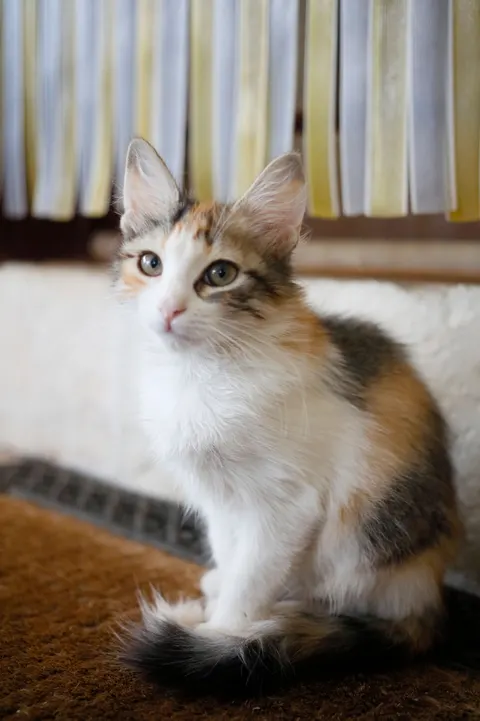 Kitten Phone Wallpaper · pets · 1440×2160