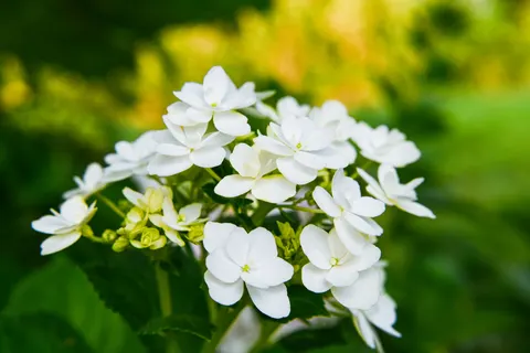 Sfondo Ortensia 4K · flowers · 3840×2560