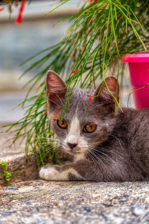 Kitten Phone Wallpaper · pets · 1440×2160