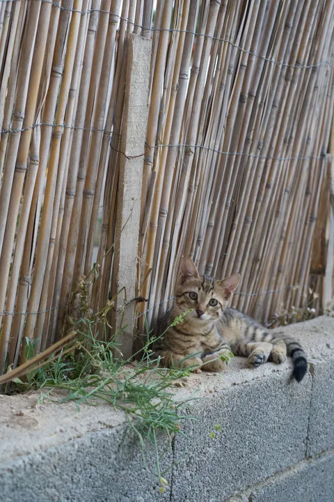 Kitten Phone Wallpaper · pets · 1440×2160
