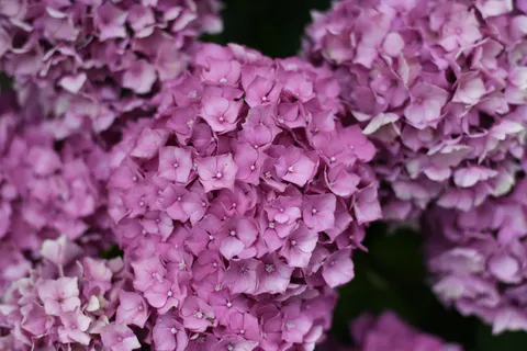 Hortensie 4K Hintergrundbild · flowers · 3840×2560
