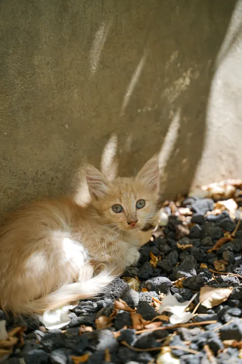 بچه‌گربه والپیپر موبایل · pets · 1440×2159