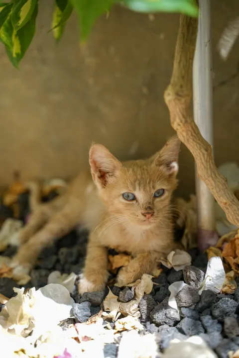 Kitten Phone Wallpaper · pets · 1440×2159