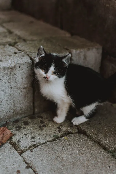 هرة صغيرة خلفية للجوال · pets · 1440×2160