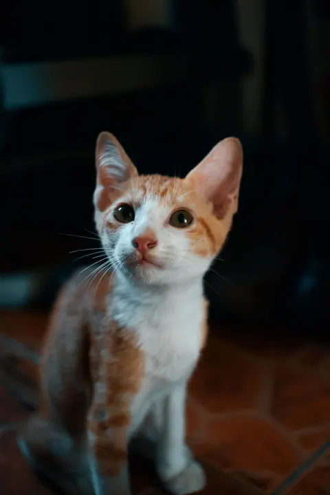 Kitten Phone Wallpaper · pets · 1440×2160