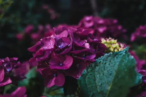 والپیپر گل ادریسی با کیفیت 4K · flowers · 3840×2563