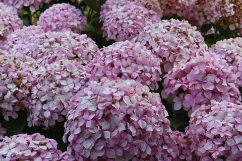 हाइड्रेंजिया 4K वॉलपेपर · flowers · 3840×2560