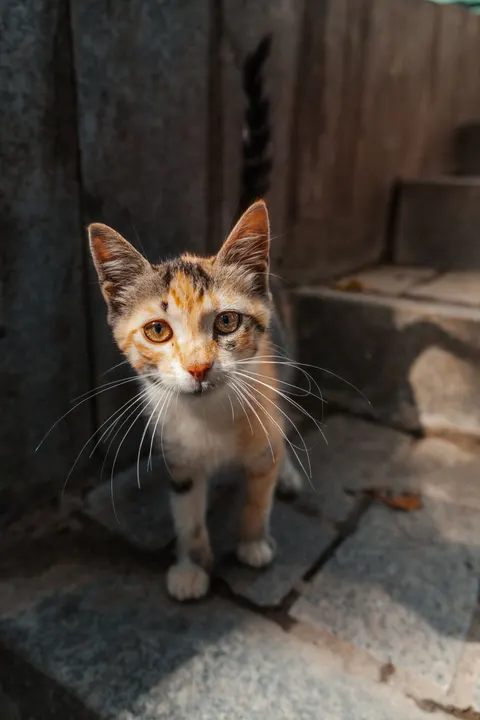 Kitten Phone Wallpaper · pets · 1440×2160