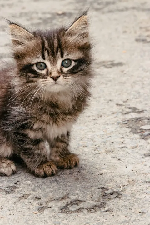 Kitten Phone Wallpaper · pets · 1440×2160