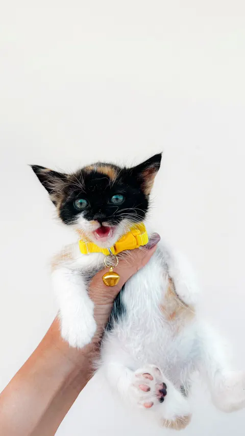 Котёнок обои для телефона · pets · 1440×2560