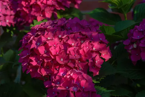 Wallpaper Hortensia 4K · flowers · 3840×2563