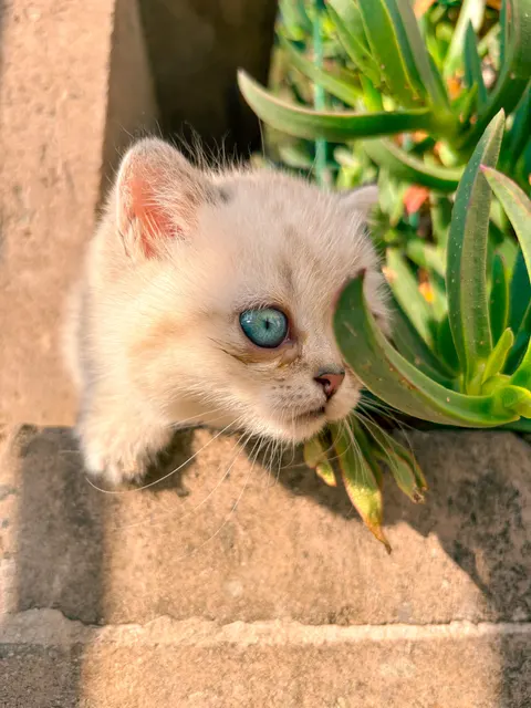 Kitten Phone Wallpaper · pets · 1440×1920