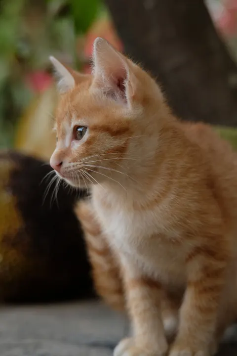 Kitten Phone Wallpaper · pets · 1440×2160