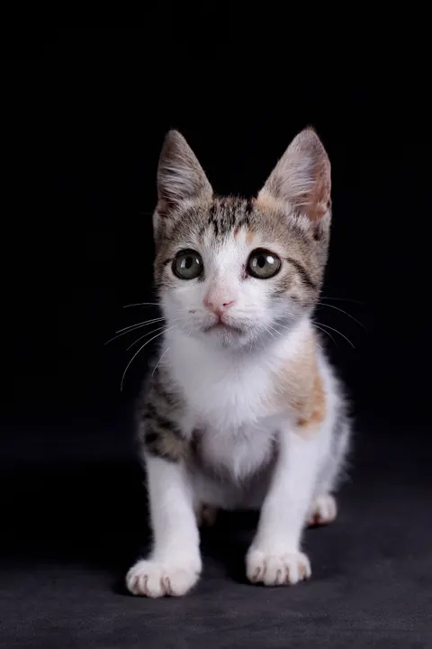 Kitten Phone Wallpaper · pets · 1440×2160