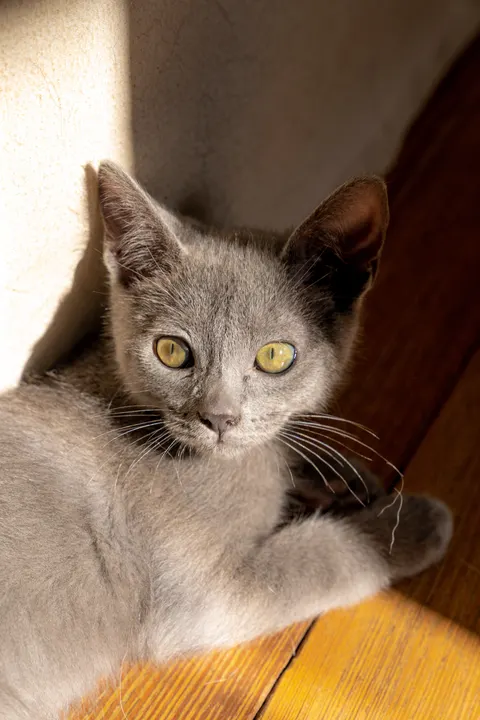 Kitten Phone Wallpaper · pets · 1440×2160