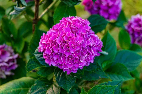 हाइड्रेंजिया 4K वॉलपेपर · flowers · 3840×2560