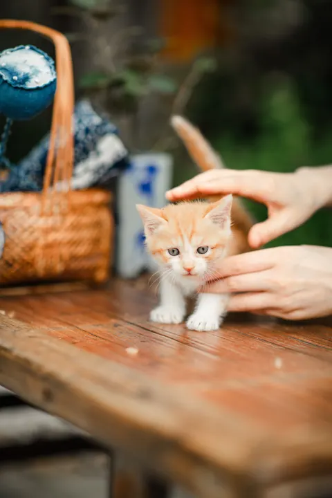Kitten Phone Wallpaper · pets · 1440×2160