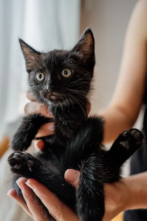 小猫 手机壁纸 · pets · 1440×2160