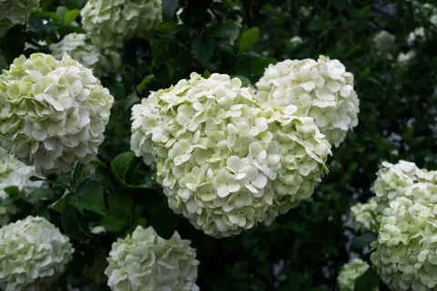 Wallpaper Hortensia 4K · flowers · 3840×2553