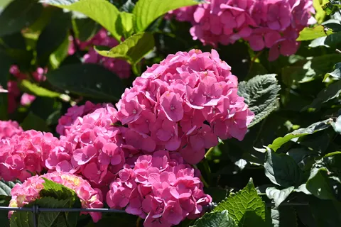 Fond d'écran Hortensia 4K · flowers · 3840×2560