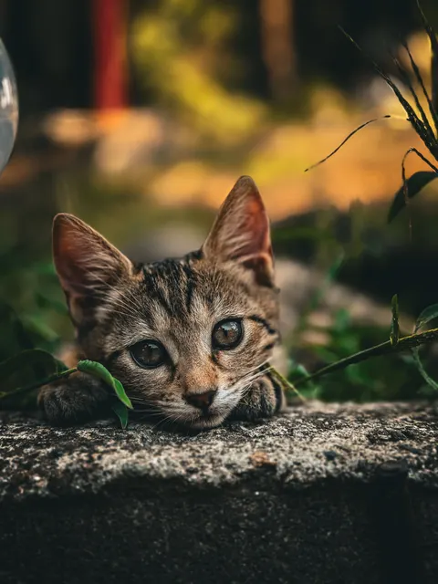 Kitten Phone Wallpaper · pets · 1440×1920