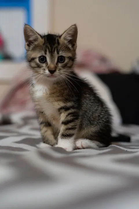 बिल्ली का बच्चा मोबाइल वॉलपेपर · pets · 1440×2160