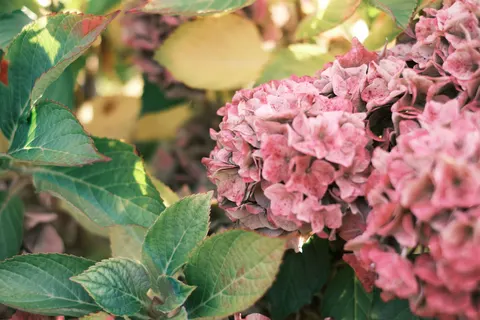 Hortensie 4K Hintergrundbild · flowers · 3840×2560