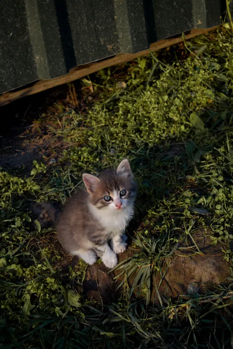 Kitten Phone Wallpaper · pets · 1440×2160