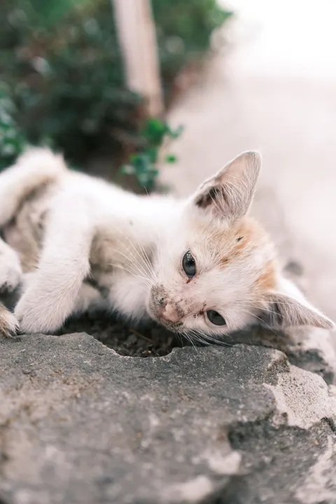 子猫 スマホ壁紙 · pets · 1440×2160