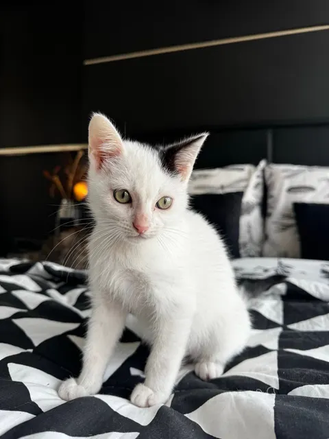 Kitten Phone Wallpaper · pets · 1440×1920