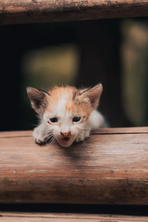 Kedi Yavrusu Telefon Duvar Kağıdı · pets · 1440×2160