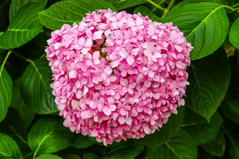 Wallpaper Hortensia 4K · flowers · 3840×2560