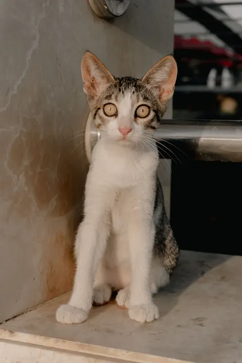 Kitten Phone Wallpaper · pets · 1440×2160
